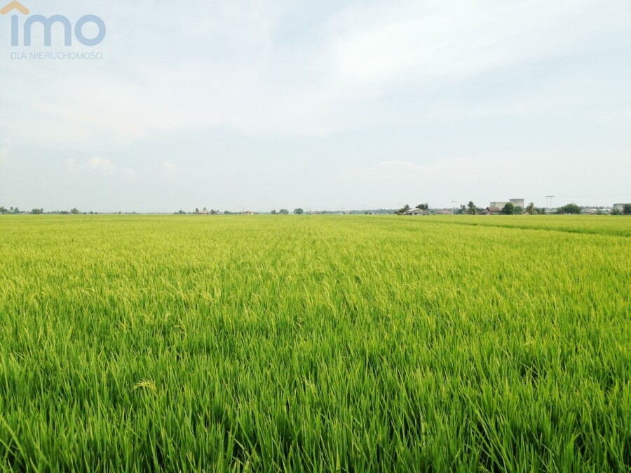 ostrowiecki, Waśniów, Garbacz, Oddam w dzierżawę, czarnoziem